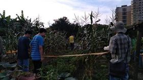 全台秋行軍蟲疫情蔓延　基隆市也淪陷（圖／基隆市政府提供）