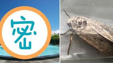 沒農田卻有秋行軍蟲？這裡爆蟲蟲危機