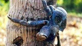 椰子蟹（圖／翻攝自維基百科）