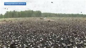 俄羅斯小鎮拉索勒維（Lazorevy）近日被蒼蠅大軍侵襲。(圖/翻攝自Новости на Первом Канале YouTube)
