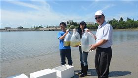 澎湖沙蟹苗放流　充實海洋資源（1）澎湖縣長賴峰偉（右）推動海洋活化政策，19日在馬公青灣海域放流1萬5000隻沙蟹苗，為日益枯竭的沿岸漁業，注入漁源，落實海洋資源永續。中央社　108年6月19日