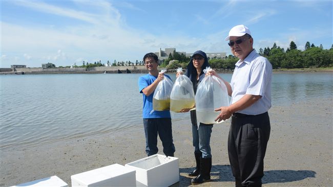 澎湖沙蟹苗放流　充實海洋漁業資源量