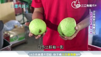 青農接重擔！帶老農種出國宴芭樂