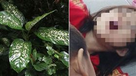 她好奇咬萬年青 竟痙攣口吐白沫(圖/中國報)