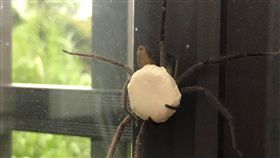 太可怕了！一名網友日前在窗戶看到白額高腳蛛（俗稱：喇牙），可怕的是，喇牙還抱著一顆白色「神秘巨蛋」。照片曝光後，掀起網友熱議，紛紛直喊：「千萬別搓破！會看到潮水般的小蜘蛛」。（圖／翻攝自爆廢公社二館）