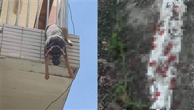 陽台,小黑狗,欄杆,動物守護協會　圖／翻攝臉書