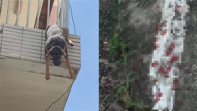 狗狗關3樓陽台　卡欄杆懸空滴血慘死