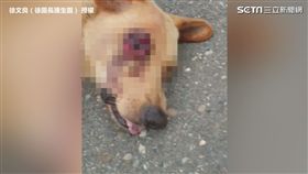 ▲小黃犬的眼睛爆裂突出。（圖／徐文良（徐園長護生園） 授權）