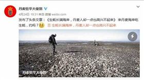 太平洋生蠔。(圖/翻攝自微博)