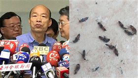 登革熱,隱翅蟲,楠梓,皮膚炎