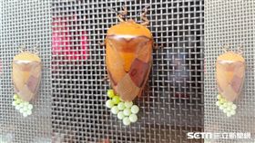 荔枝椿象黏紗窗…拉11顆「綠色詭蛋」　母女直擊產卵嚇壞 圖／董心如授權提供