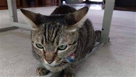 蔡想想咬鄭運鵬。