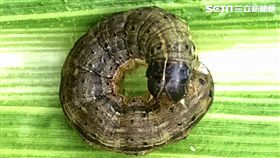 秋行軍蟲,金山,玉米田,新北市農業局