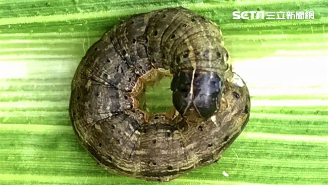 秋行軍蟲有天敵！農委會開發赤眼卵蜂