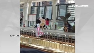 為拍照不要命！女遊客跳進淡水輕軌