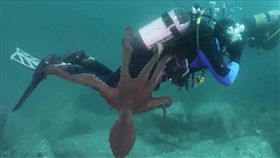 潛水員腳被拉住…大章魚奇襲「張開八爪」往下拖
圖翻攝自youtube