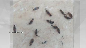 隱翅蟲出沒高雄！男子一抓…皮膚潰爛