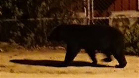 黑熊凌晨闖入台東校園（1）一隻體型壯大的台灣黑熊21日凌晨闖入南橫山區霧鹿國小校園，讓當時在外抽菸的替代役男嚇得不敢動，他隨後拍下黑熊身影。（李本善提供）中央社記者盧太城台東傳真  108年6月21日