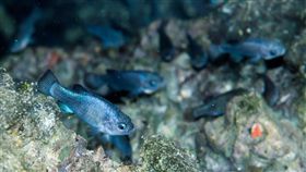 死亡谷國家公園魔鬼洞魔鱂。(圖/翻攝自推特)