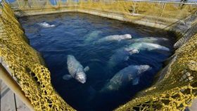 俄羅斯宣布將釋放鯨魚監獄裡的百頭鯨魚。(圖/翻攝自推特)