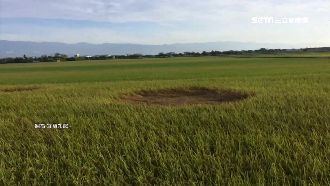 宜蘭幽浮降臨？神秘圓圈稻田引熱議