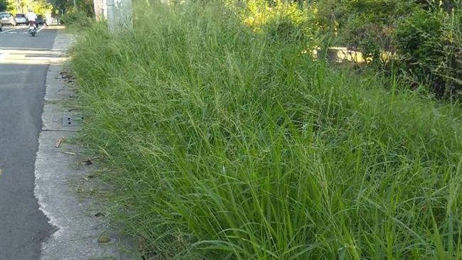 拼造勢不管登革熱？他：高雄野草超長
