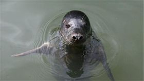 海豹（圖擷自University of St Andrews網站）