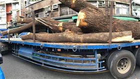 警察到場也沒用！ 湳雅夜市珍貴樟樹 慘遭建商大卸八塊（圖／何博文臉書）