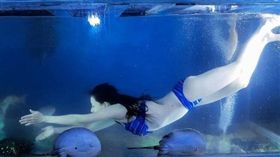 魚缸游泳奇景（圖／翻攝自X爆廢公社二館臉書）