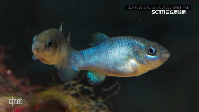 魔鱂魚穴居死亡谷　全球僅37條