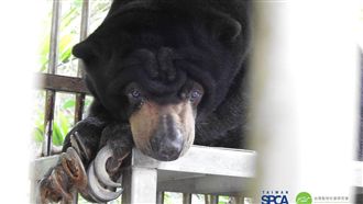 野生動物「黑戶」？林務局：重啟調查