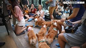 陳耀恩,Ean Chen,曼谷,咖啡店,柯基犬,CORGI IN THE GARDEN,柯基主題咖啡館