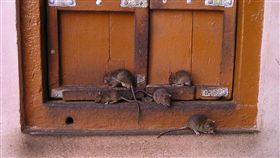 老鼠（示意圖／翻攝自pixabay）