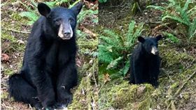 熊,動物,餵食,美國,安樂死,威脅,人類,自拍,接近, 圖／翻攝自推特