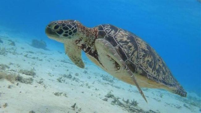 到渡嘉敷島不只能潛水！5大玩法推薦