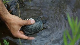 NBA／慶奪冠！暴龍球員成「龜寶」
NBA,多倫多暴龍,Kawhi Leonard,林書豪,多倫多動物園,布氏擬龜
翻攝自推特