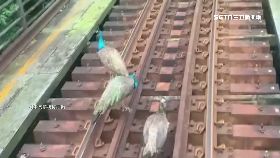 a孔雀逛鐵軌1200