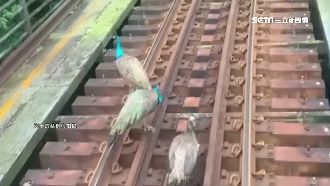 20年首見！直擊孔雀「成群」逛鐵軌