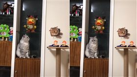 圖／翻攝自《愛貓聯盟》臉書