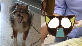  狗,發狂,泰國,中邪,溫馴,情緒,攻擊,綑綁,反抗,驚嚇, 圖／翻攝自臉書