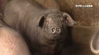 22年防疫路！台灣豬最快明年可外銷