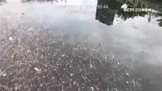 愛河髒成漂浮巧克力…環保局說話了