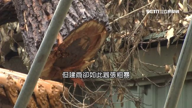 為利益開發…60年樟樹遭大卸八塊