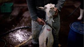 西班牙攝影師直擊墨西哥屠宰場不人道現場。(圖/翻攝自推特)