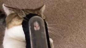 貓,吸塵器,吸貓（圖／翻攝自@Rise_record Twitter）