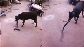 眼鏡蛇鑽入花園！黑狗護主「叼起狂甩」中毒昏迷2天急救回（圖／臉書）