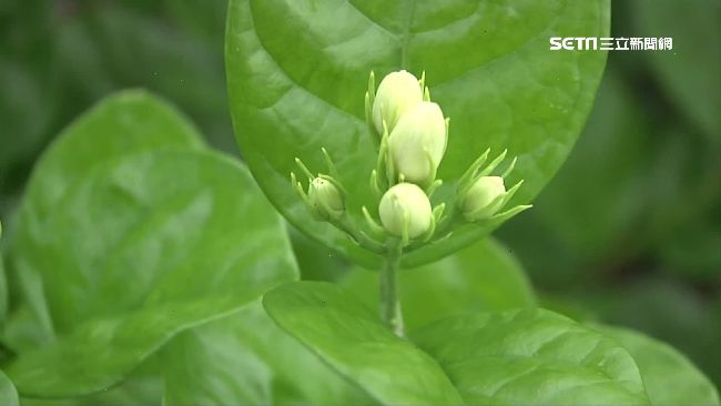 茉莉不開花！產量大減　花農賺嘸錢