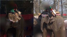 尼泊爾大象被象伕殘害。（圖／翻攝自PETA 亞洲善待動物組織 臉書）