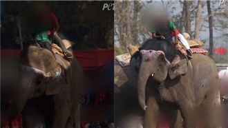 尼泊爾「大象受難日」　虐象寶引公憤