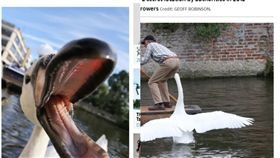 英國,天鵝,惡霸（圖／翻攝自太陽報）